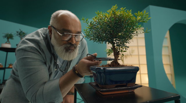 An images with a guy ctrimming a bonsai tree